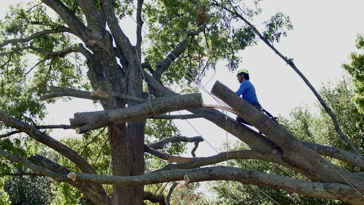 Professional Crown Thinning performed by certified arborists in Roma